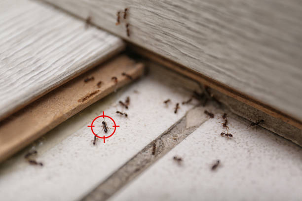 Best Bed Bug Extermination  in Oglethorpe, GA